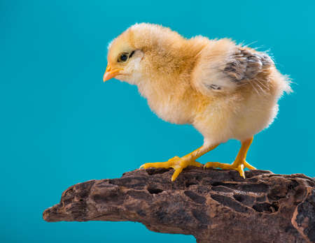 Cute little newborn chicken on blue background, standing on wood. Newly hatched chick on a chicken farm.の写真素材