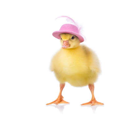Cute little newborn gosling in pink hat, isolated on a white background. Portrait of newly hatched goose on a chicken farm.の写真素材