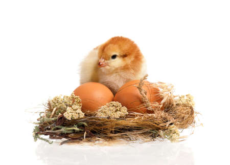 Cute little newborn chicken standing in nest, isolated on white background. Newly hatched chick on a chicken farm.の写真素材