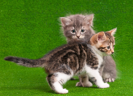 Two nice kittens playing on artificial green grassの写真素材