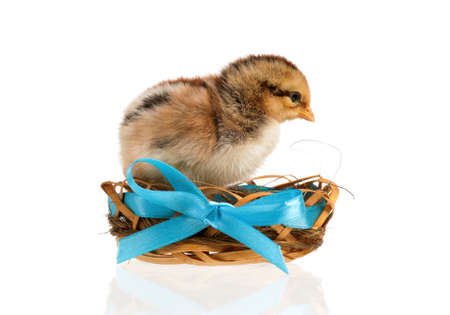 One little chicken in nest with blue bow, isolated on white backgroundの写真素材