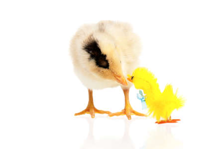 Cute little chicken and toy, isolated on white backgroundの写真素材