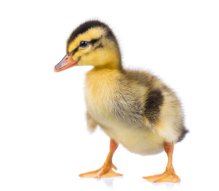 Cute little newborn fluffy duckling. One young duck isolated on a white background. Nice small bird.の写真素材