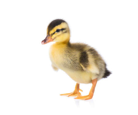 Cute little newborn fluffy duckling. One young duck isolated on a white background. Nice small bird.の写真素材