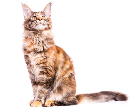 Portrait of domestic tortoiseshell Maine Coon kitten. Fluffy kitty isolated on white background. Adorable curious young cat sitting and looking up.の写真素材