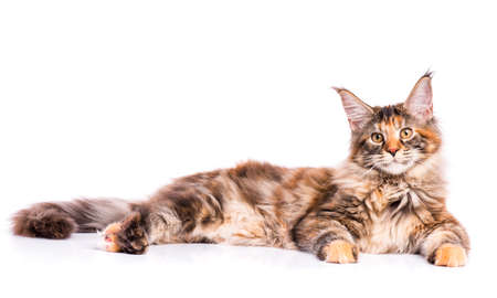 Portrait of domestic tortoiseshell Maine Coon kitten. Fluffy kitty isolated on white background. Adorable curious young cat lying down and looking at camera.の写真素材
