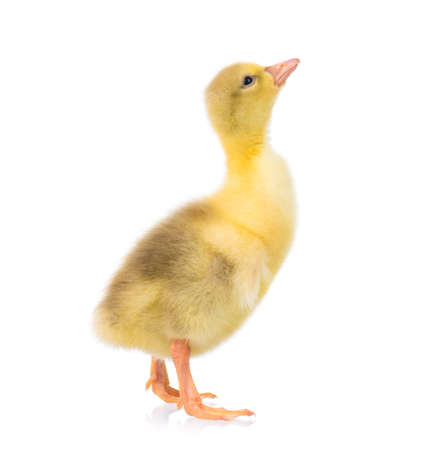 Cute little newborn yellow fluffy gosling. One young goose isolated on a white background. Nice bird.の写真素材