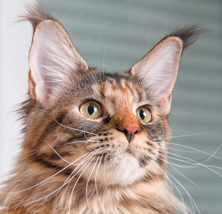 Portrait of domestic tortoiseshell Maine Coon kitten. Fluffy kitty in room at home. Close-up photo adorable curious young cat looking away.の写真素材