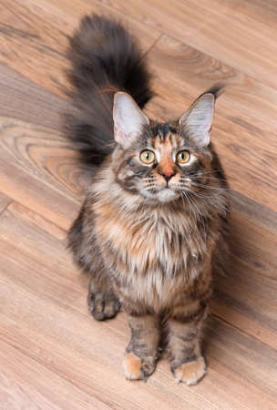 Fluffy tortoiseshell kitty sitting on a floor. Portrait of domestic Maine Coon kitten, top view point. Playful beautiful young cat looking upwards.の写真素材