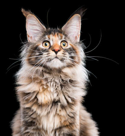 Portrait of domestic tortoiseshell Maine Coon kitten. Fluffy kitty on black background. Adorable curious young cat looking away.の写真素材
