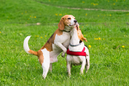 Group of beautiful funny beagle dogs playing outdoors at spring or summer park.