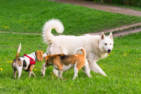 Group of beautiful funny dogs playing outdoors at spring or summer park.の写真素材