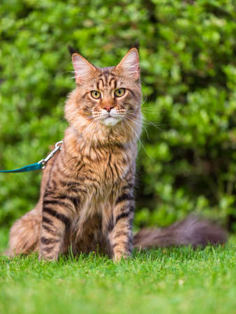 Black tabby Maine Coon cat with leash sitting on green grass in park. Pets walking outdoor adventure.の写真素材