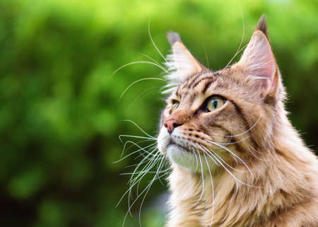 Close up portrait of black tabby Maine Coon cat on green background with copy-space and sunlight. Adorable young cute male cat looking away. Pets walking outdoor adventure.の写真素材