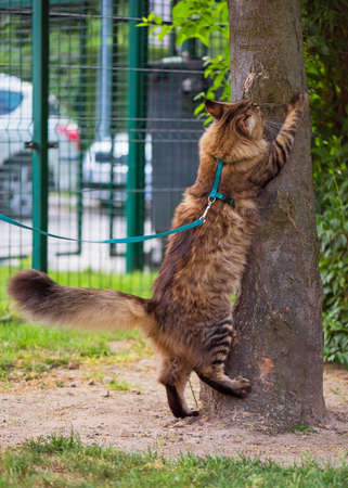 Black tabby Maine Coon cat with leash wandering in backyard. Young cute male cat wearing a harness sharpening its claws on tree. Pets walking outdoor.の写真素材