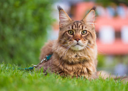 Black tabby Maine Coon cat with leash relaxing on green grass in park. Pets walking outdoor adventure.の写真素材