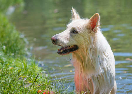 Big white playful dog walking at summer park with lake. Wet dog playing in pond.の写真素材
