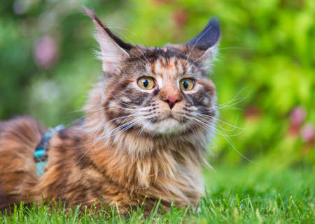 Tortoiseshell Maine Coon cat with leash in backyard. Young cute female cat wearing a harness. Pets walking outdoor adventure on green grass in park.の写真素材