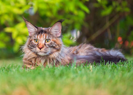 Tortoiseshell Maine Coon cat lying in grass waiting for prey. Adorable young female cat in backyard. Pets walking outdoor adventure in park.の写真素材
