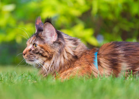 Tortoiseshell Maine Coon cat with leash in backyard. Young cute female cat wearing a harness. Pets walking outdoor adventure on green grass in park.の写真素材