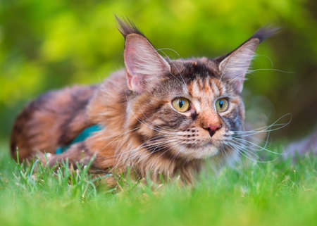 Tortoiseshell Maine Coon cat with leash in backyard. Young cute female cat wearing a harness. Pets walking outdoor adventure on green grass in park.の写真素材
