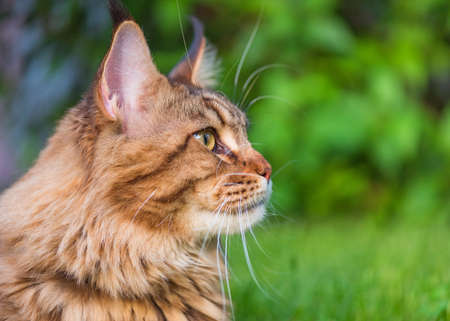 Close up portrait of black tabby Maine Coon cat on green background with copy-space and sunlight. Adorable young cute male cat looking away. Pets walking outdoor adventure.の写真素材