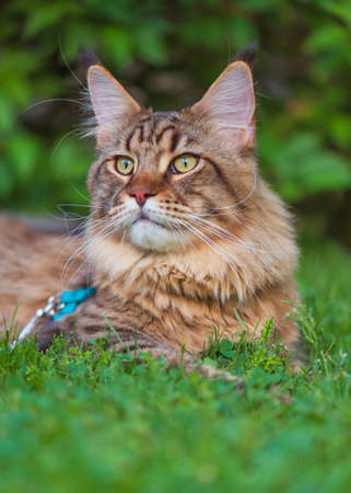 Black tabby Maine Coon cat with leash relaxing on green grass in park. Pets walking outdoor adventure.の写真素材