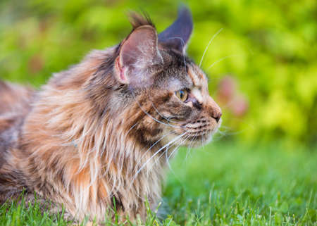 Tortoiseshell Maine Coon cat lying in grass waiting for prey. Adorable young female cat in backyard. Pets walking outdoor adventure in park. Close up portrait.の写真素材