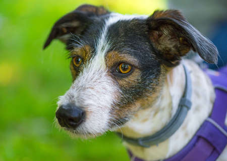 Portrait of adorable mixed breed dog with big eyes and ears. Funny mongrel puppy, headshot outdoors at spring or summer park.の写真素材