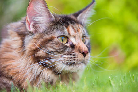 Tortoiseshell Maine Coon cat lying in grass waiting for prey. Adorable young female cat in backyard. Pets walking outdoor adventure in park. Close up portrait.の写真素材