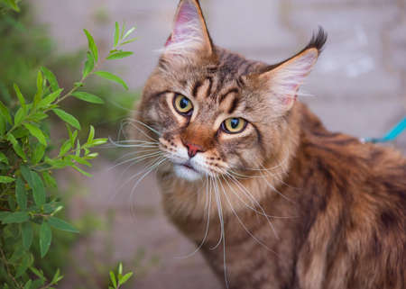 Black tabby Maine Coon cat with leash wandering in backyard. Young cute male cat looking at camera. Pets walking outdoor adventure in park.の写真素材