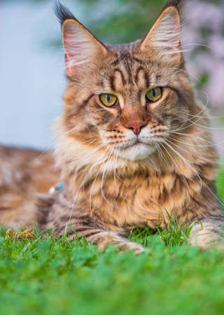 Black tabby Maine Coon cat with leash relaxing on green grass in park. Pets walking outdoor adventure.の写真素材