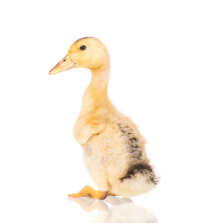 Cute little yellow newborn duckling isolated on white background. Newly hatched duckling on a chicken farm.の写真素材