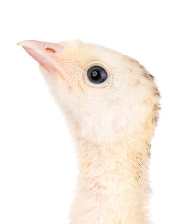Cute little newborn chicken turkey, isolated on white background. One young nice big bird, close-up head.の写真素材