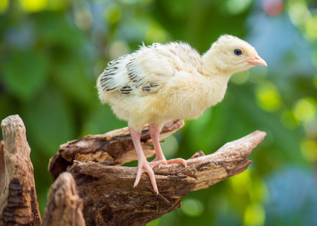Cute little newborn chicken turkey, on green outdoors background. One young nice big bird.