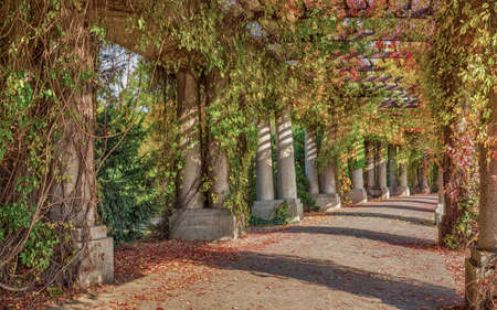 Pergola - concrete archway passage in the garden, surrounded by climbing plants. Wroclaw Poland in autumn. Beautiful tunnel walkway in park.の写真素材