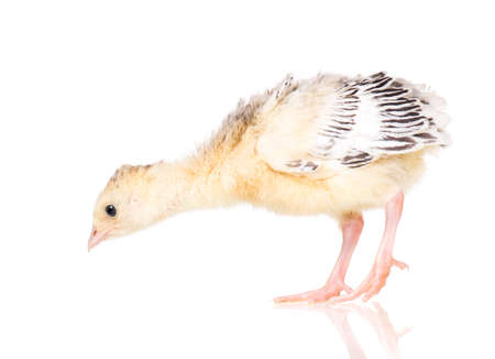 Cute little newborn chicken turkey, isolated on white background. One young nice big bird.の写真素材