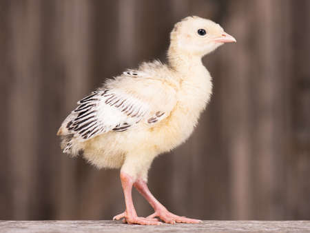 Cute little newborn chicken turkey, on wooden background. One young nice big bird.の写真素材