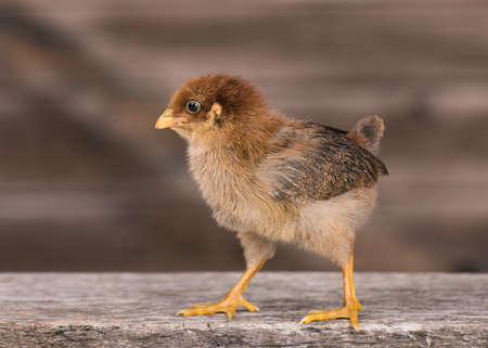 Baby chicken in poultry farm. Cute little newborn brown chick standing on wood. Newly hatched bird on a chicken farm.の写真素材