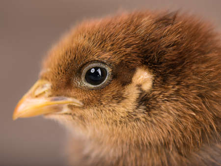 Baby chicken in poultry farm. Cute little newborn brown chick - close up portrait. Newly hatched bird on a chicken farm.の写真素材