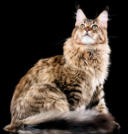 Portrait of domestic black tabby Maine Coon kitten. Fluffy kitty on black background. Studio shot beautiful curious young cat looking away.の写真素材
