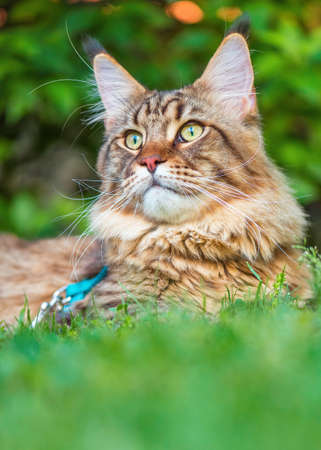 Black tabby Maine Coon cat with leash relaxing on green grass in park. Pets walking outdoor adventure.の写真素材