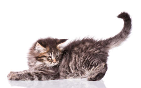 Maine Coon kitten 2 months old. Cat isolated on white background. Portrait of beautiful domestic kitty.の写真素材