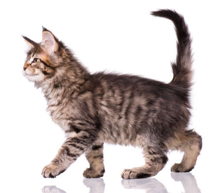 Maine Coon kitten 2 months old. Cat isolated on white background. Portrait of beautiful domestic kitty.