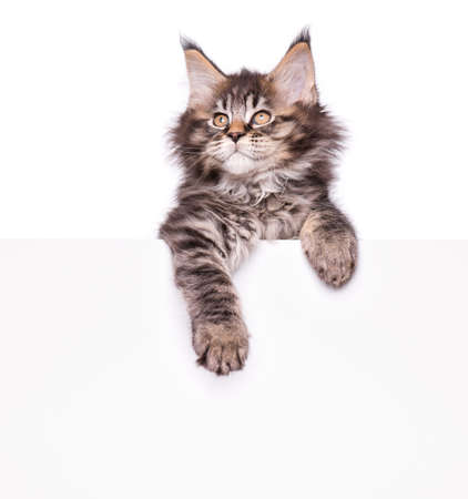 Maine Coon kitten holding sign or banner. Funny pet cat showing placard with space for text. Beautiful domestic kitty with blank board, isolated on white background.の写真素材