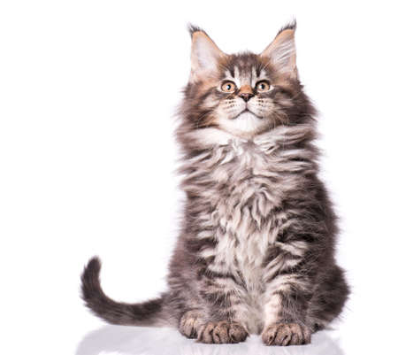 Maine Coon kitten 2 months old. Cat isolated on white background. Portrait of beautiful domestic kitty.の写真素材