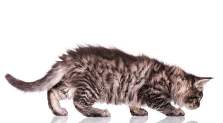 Maine Coon kitten 2 months old. Cat isolated on white background. Portrait of beautiful domestic kitty.の写真素材