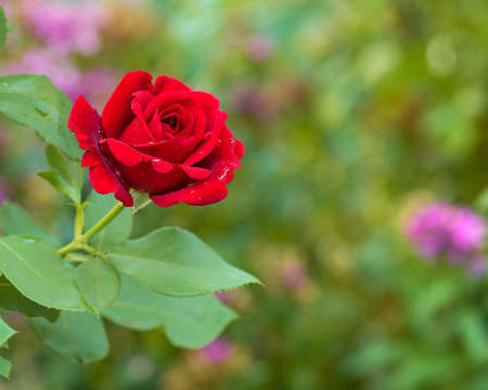 Beautiful red roses in the garden with rain drops of water on the green leaf. Bouquet of roses for Valentine Day - outdoors.の写真素材