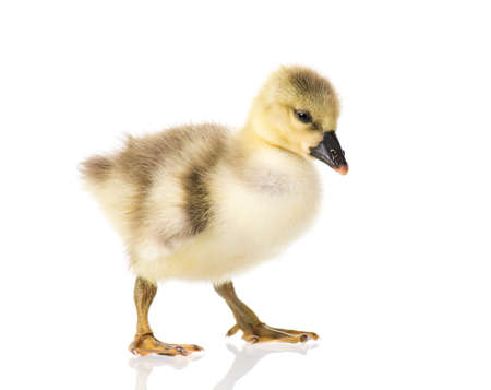 Cute little newborn fluffy gosling. One young goose isolated on a white background. Nice geese big bird.の写真素材