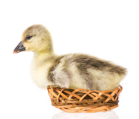 Cute little newborn fluffy gosling in nest. One young goose isolated on a white background. Nice geese big bird.の写真素材